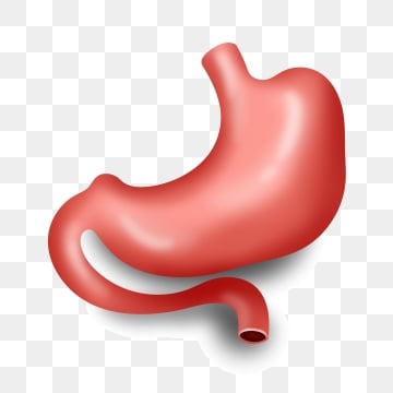 pngtree human organs gastrointestinal illustration image_1466107